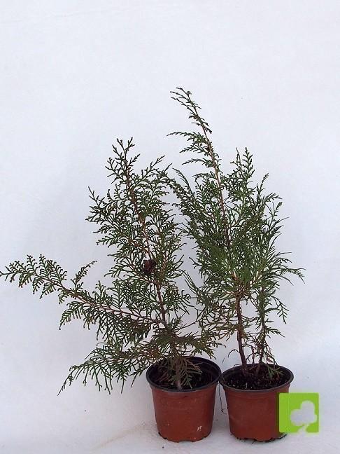 PLANTON DE TUYA PLANTON DE TUYA