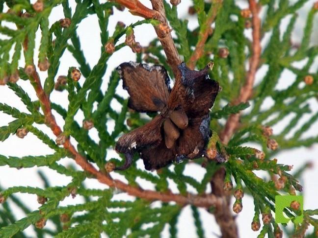 PLANTON DE TUYA PLANTON DE TUYA