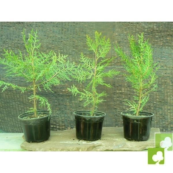 PLANTON DE TUYA PLANTON DE TUYA