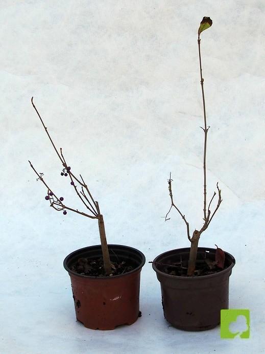 LOTE DE TRES ROSALES SILVESTRES JAPONESES LOTE DE TRES ROSALES SILVESTRES JAPONESES