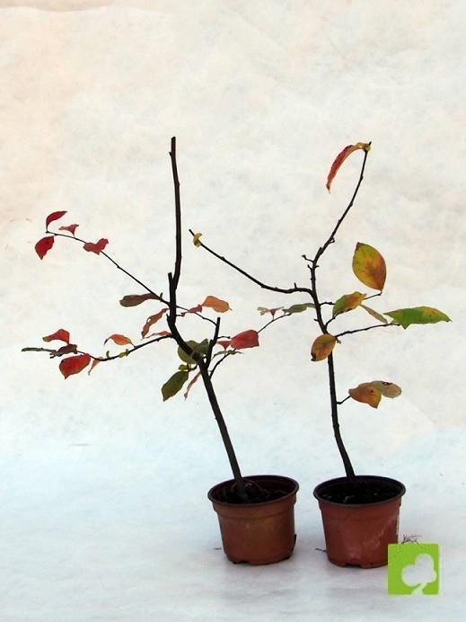 LOTE DE TRES PLANTONES DE PSEUDOCIDONIA CHINENESIS LOTE DE TRES PLANTONES DE PSEUDOCIDONIA CHINENESIS