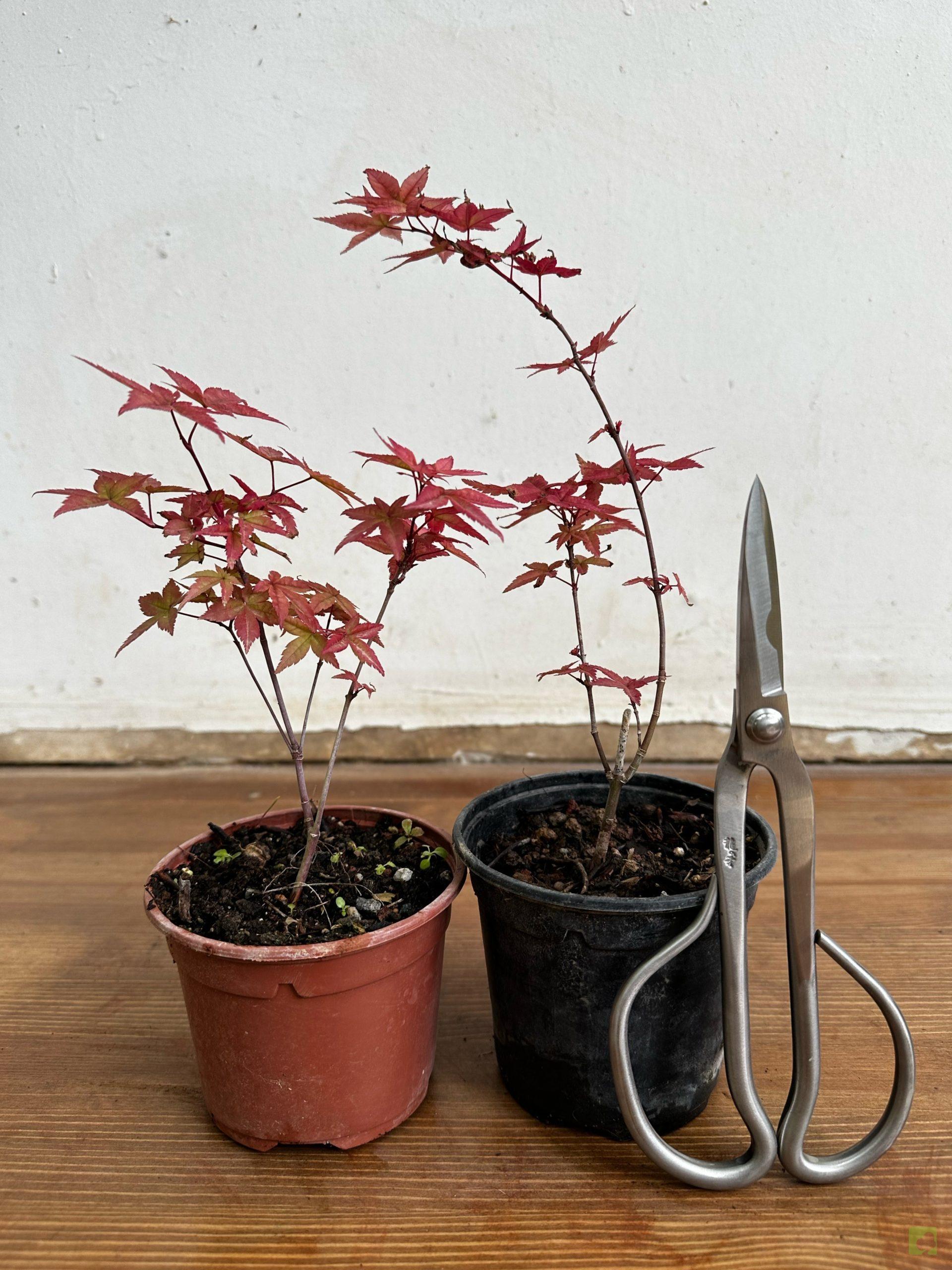 Processed with MOLDIV