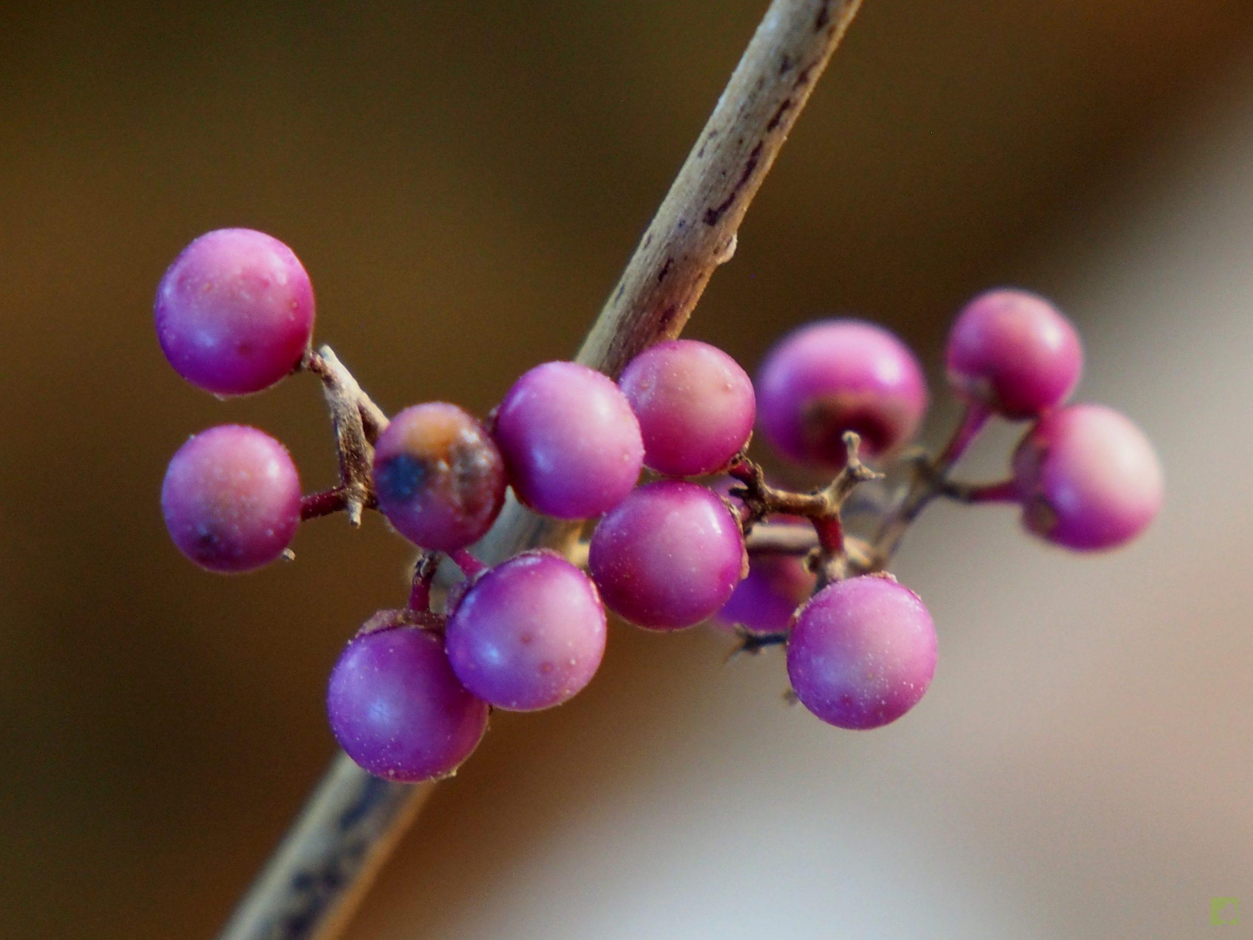 Processed with MOLDIV