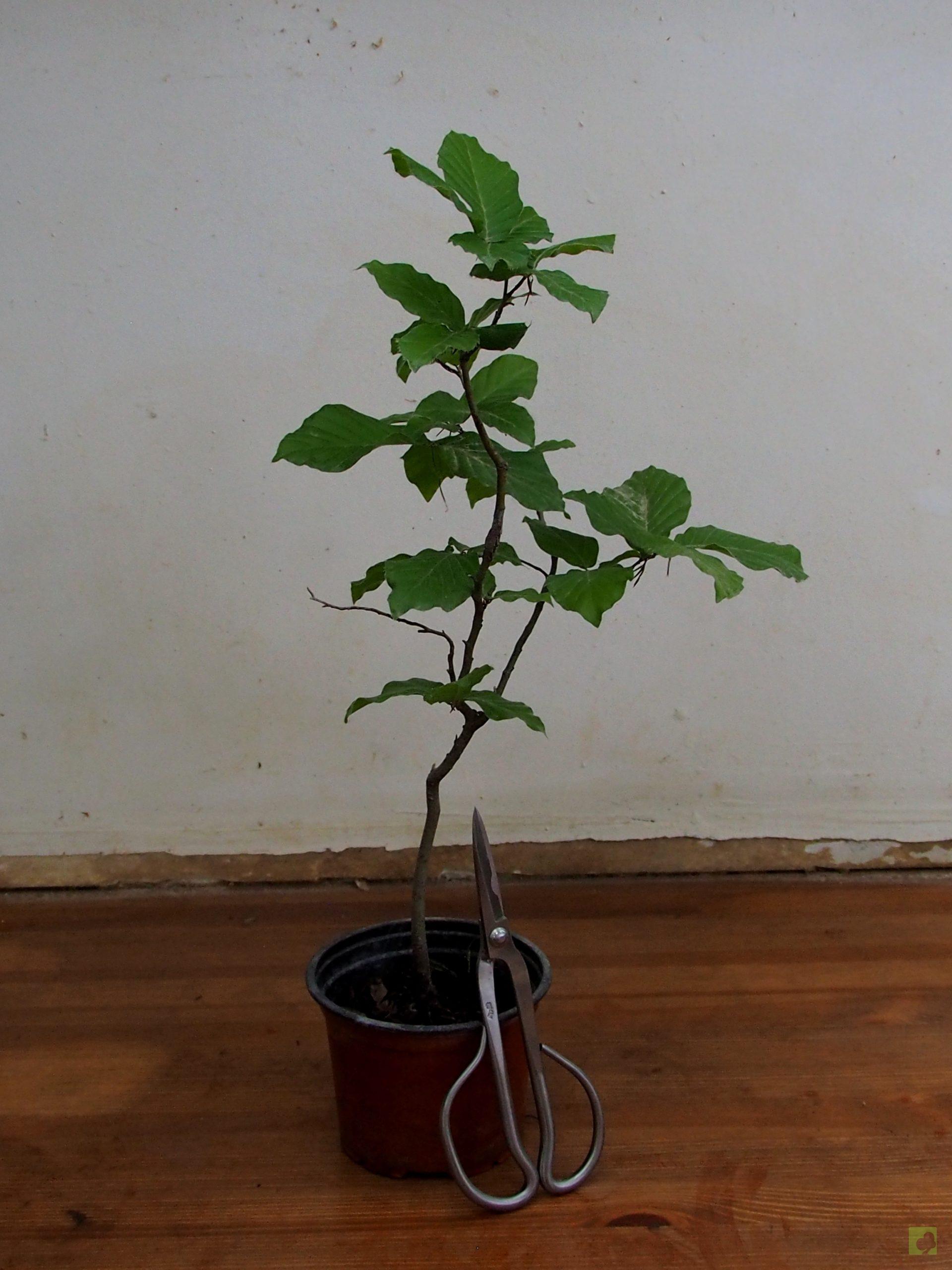 Processed with MOLDIV