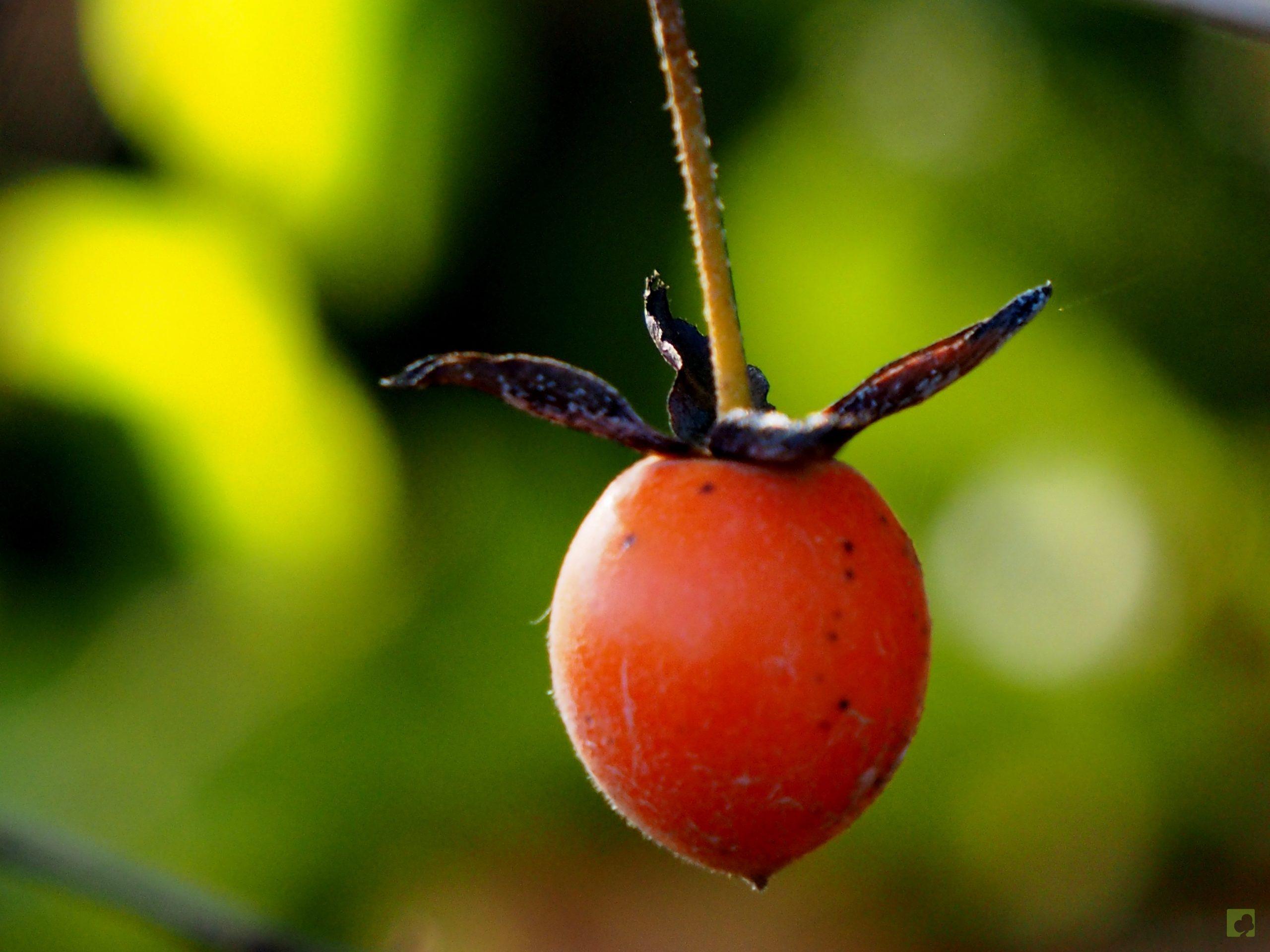 Processed with MOLDIV