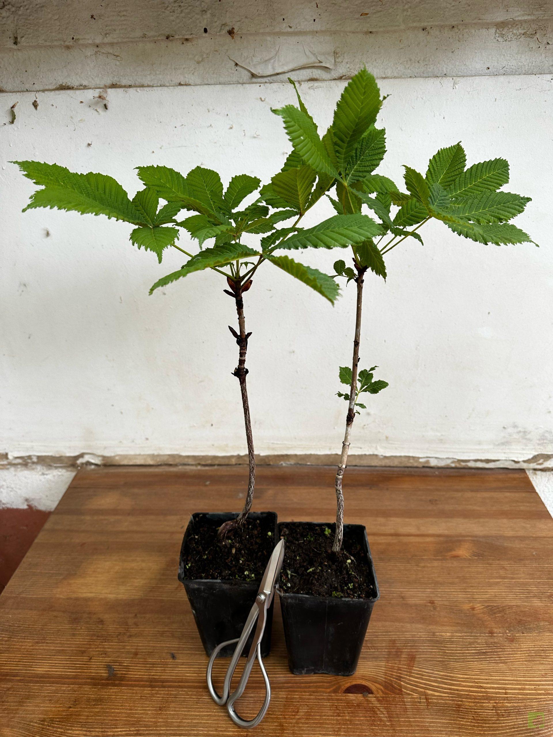 Processed with MOLDIV