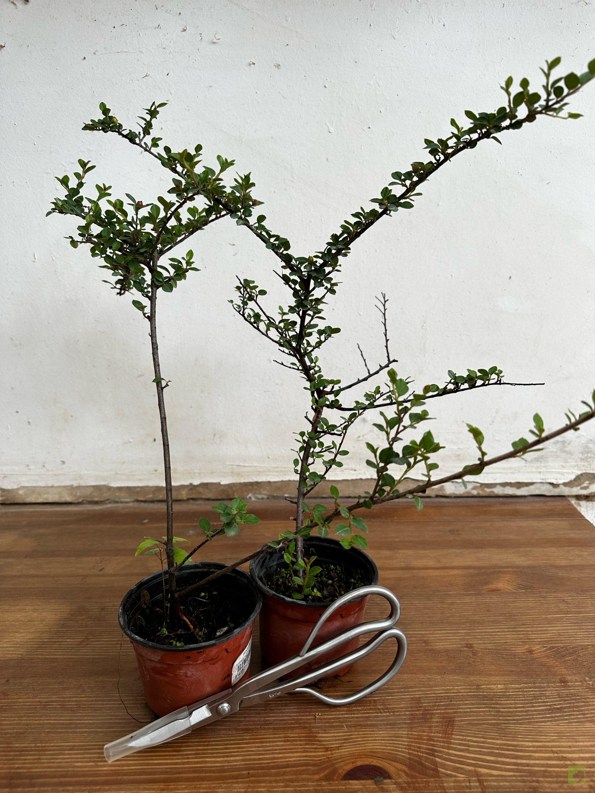 Processed with MOLDIV