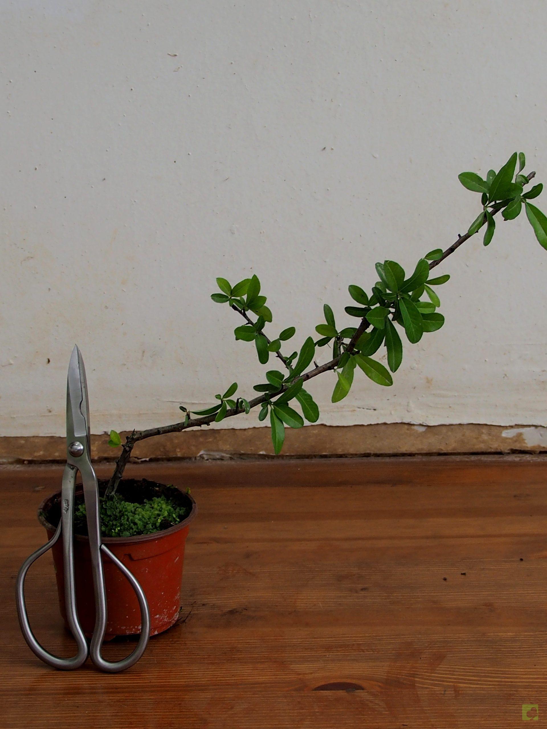 Processed with MOLDIV