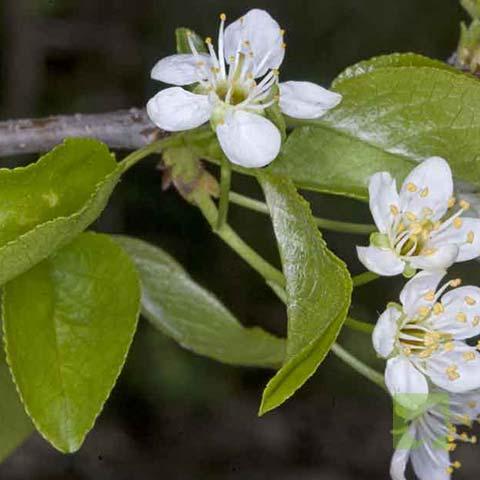 PRUNUS MAHALET FLOR