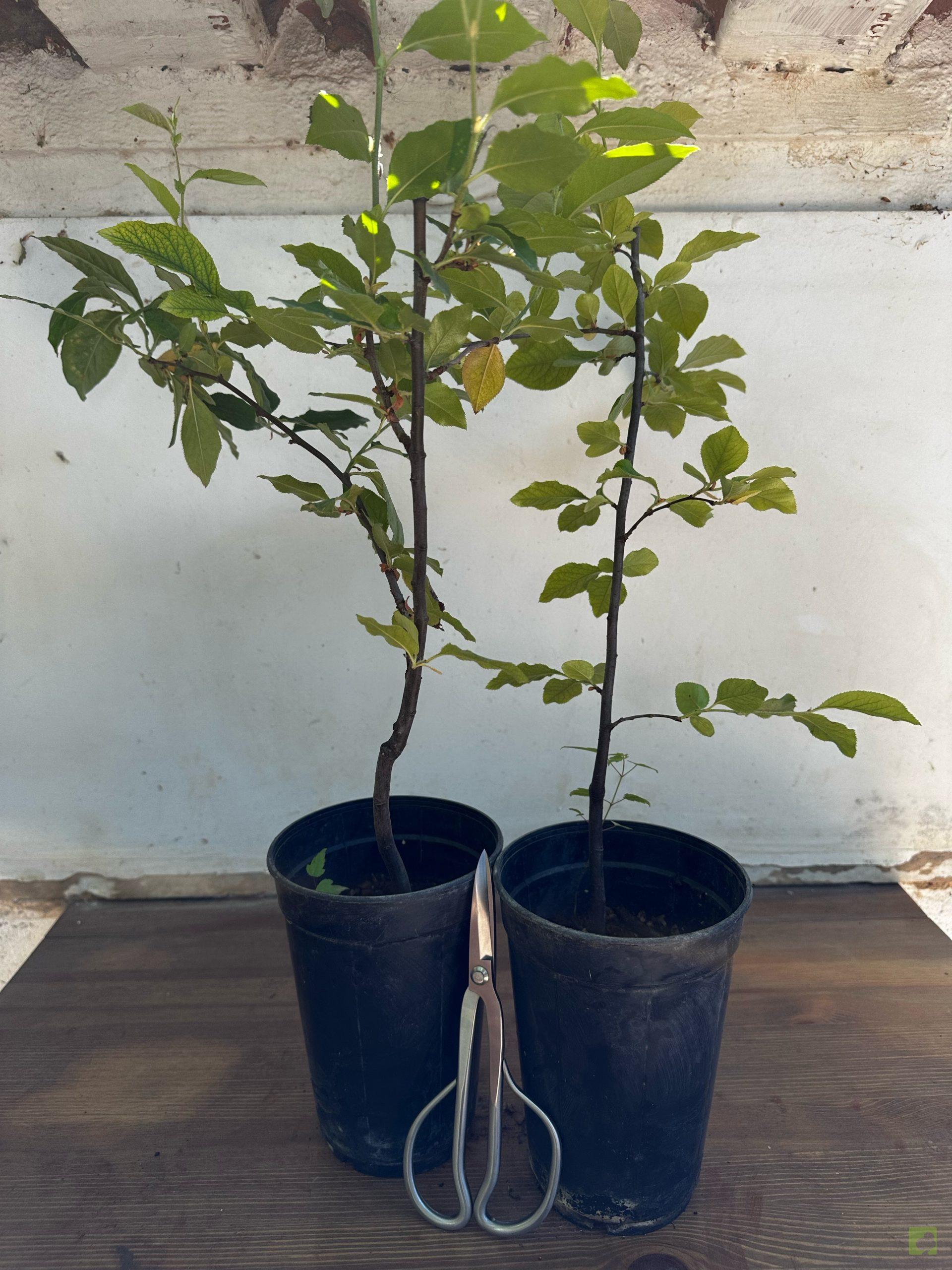 Processed with MOLDIV