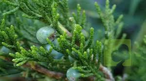 SABINA RESTRERA FRUTO