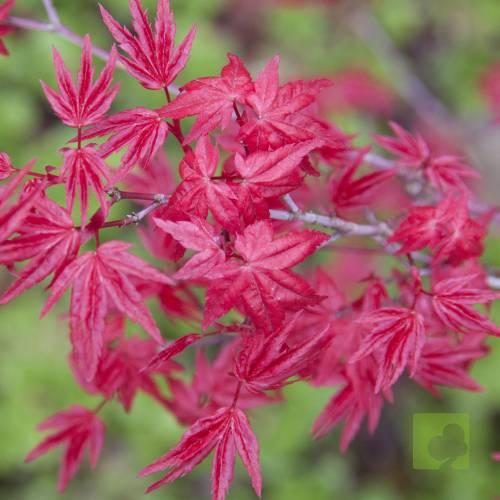 arce-japones-deshojo