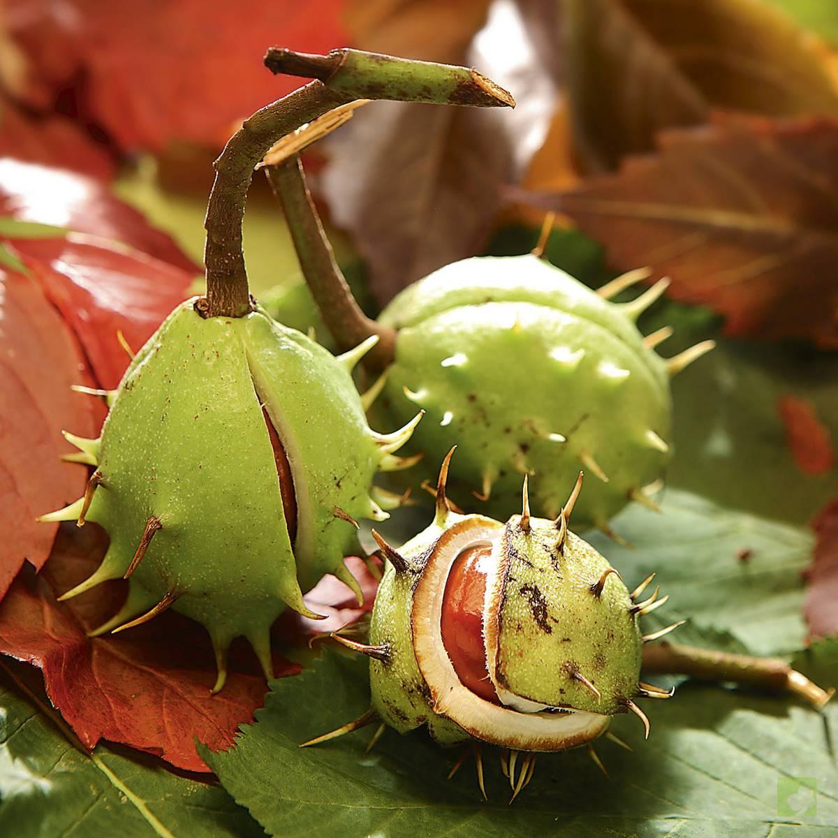 castano-de-indias FRUTO