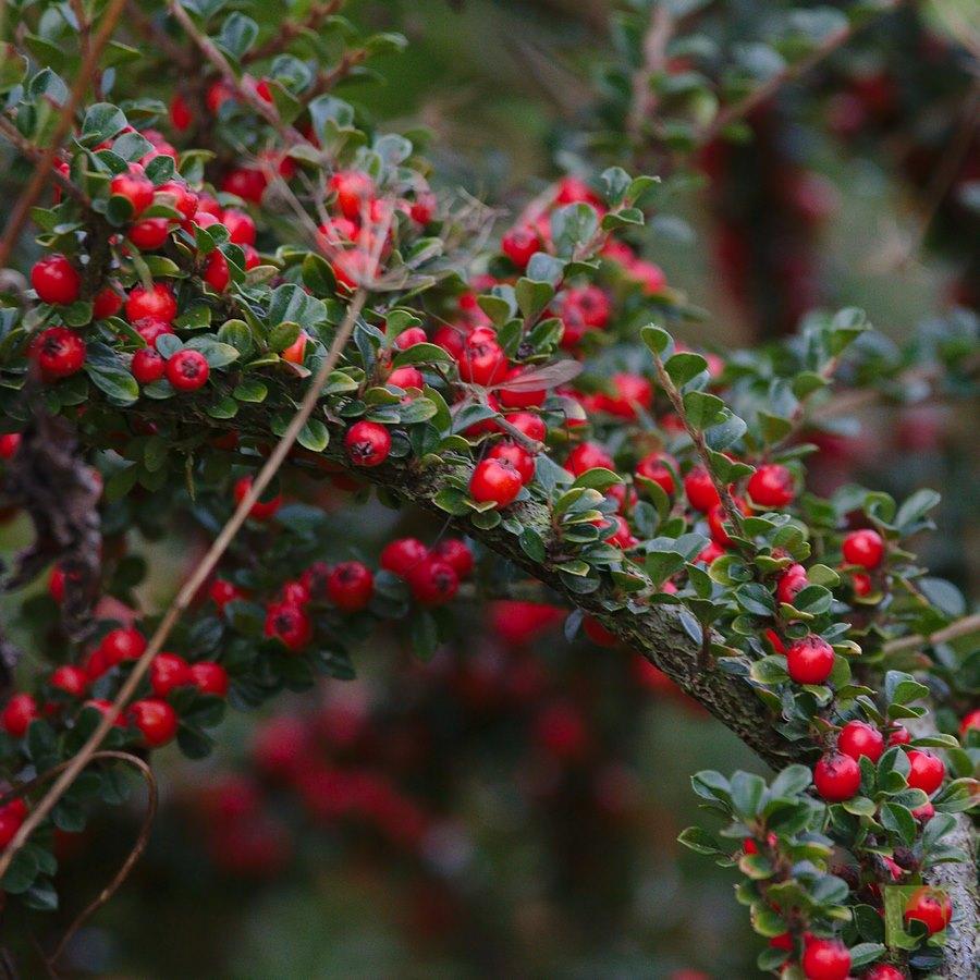 cotoneaster-fruto