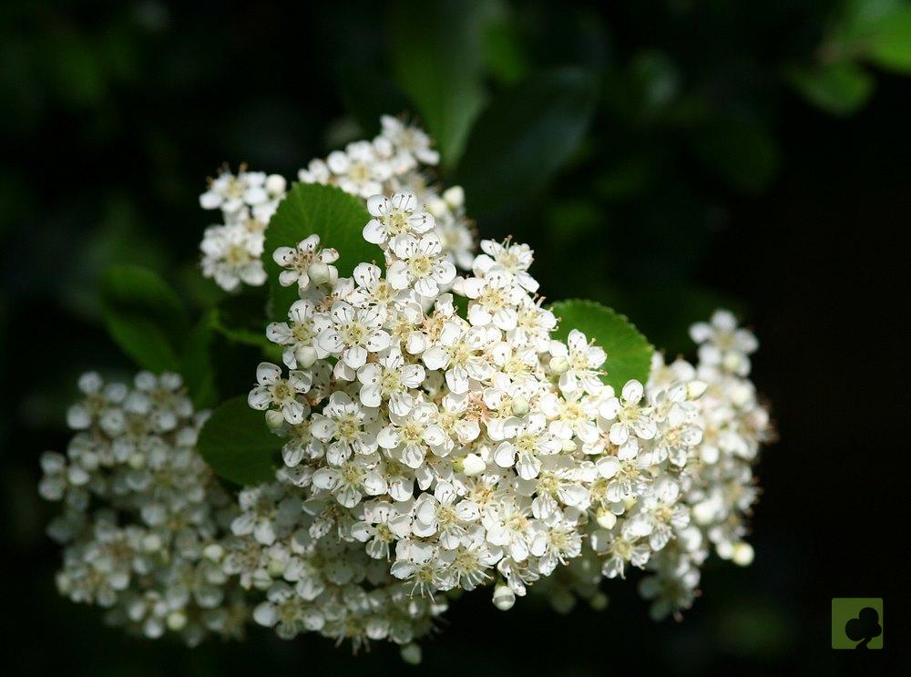 flores-piracanta-espino-fuegO