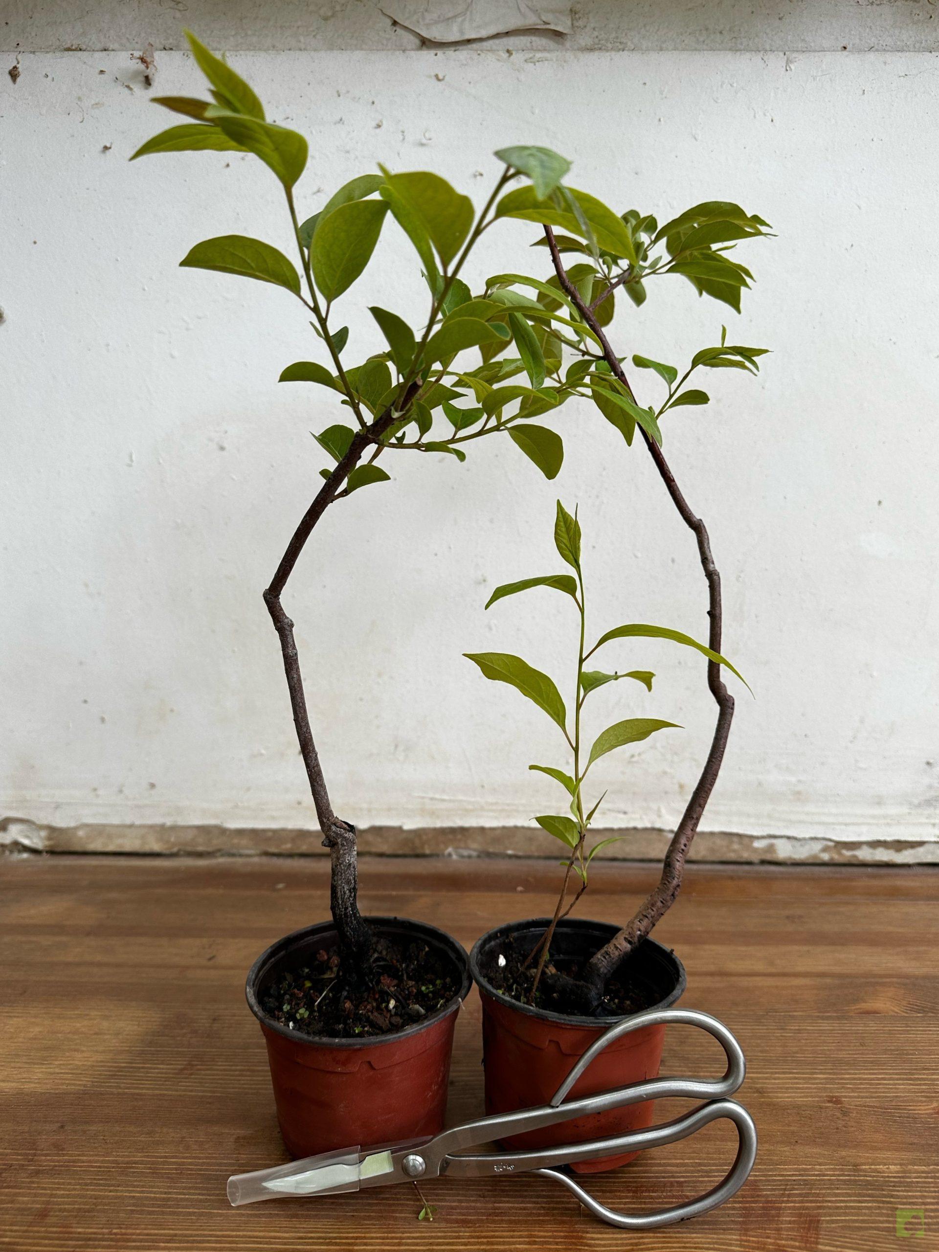 Processed with MOLDIV