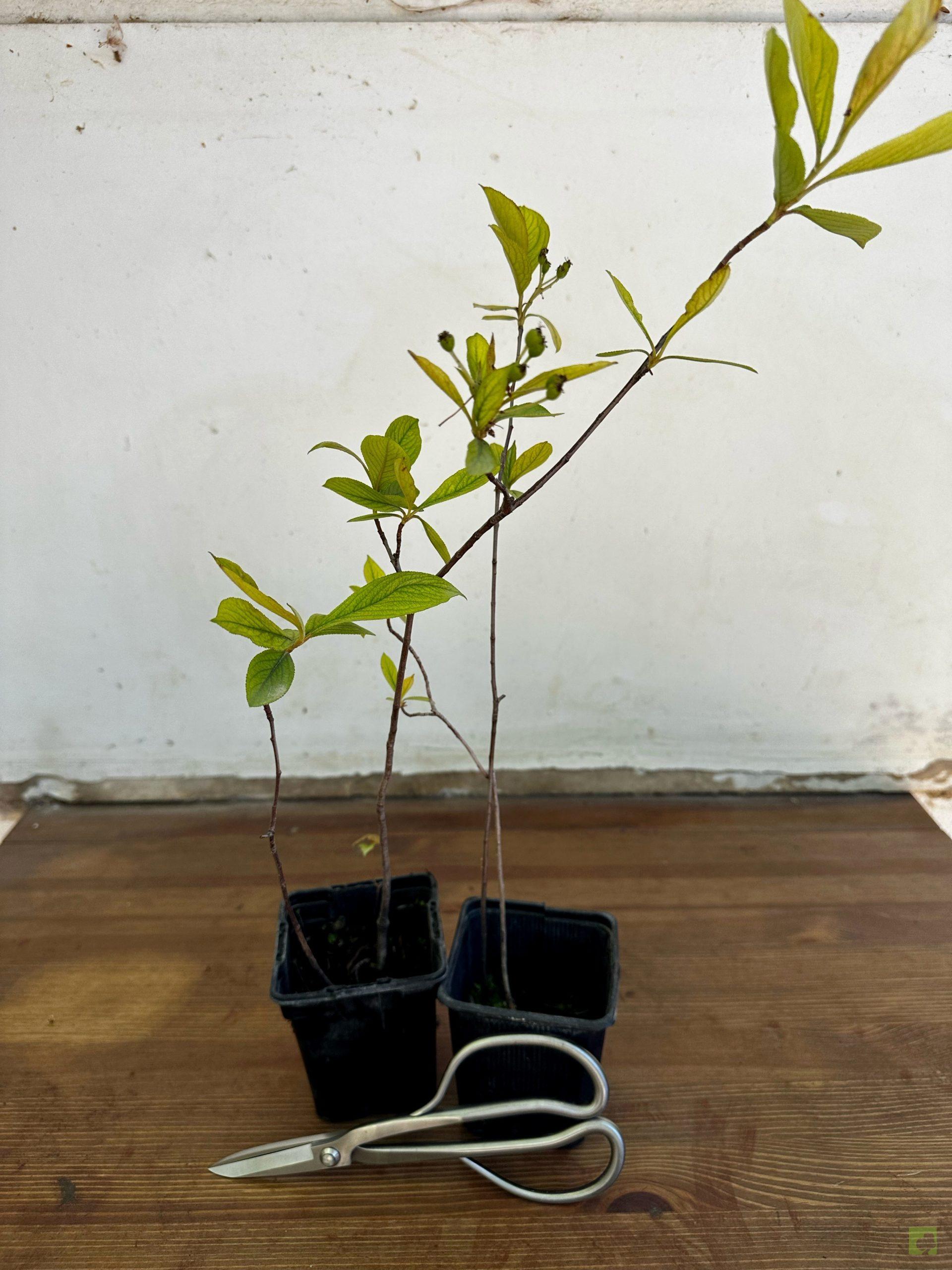 Processed with MOLDIV