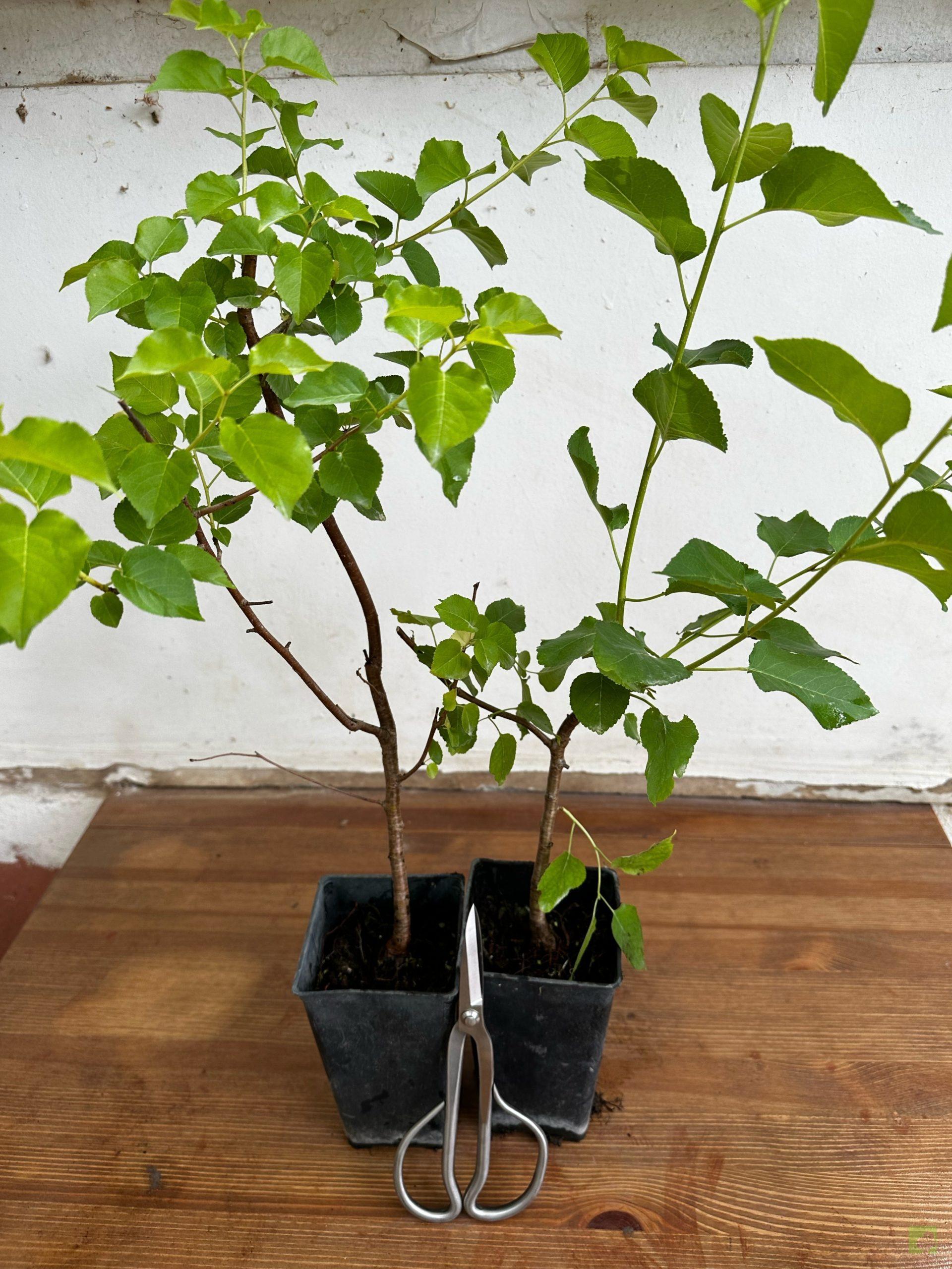 Processed with MOLDIV