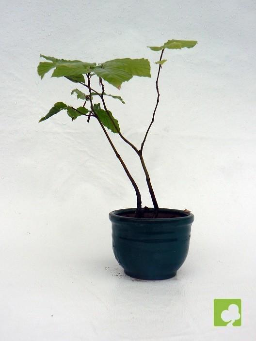 MAMEV HAYITAS MAMEV HAYITAS