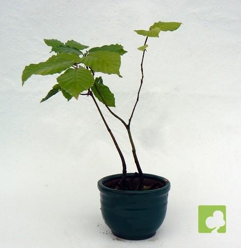 MAMEV HAYITAS MAMEV HAYITAS