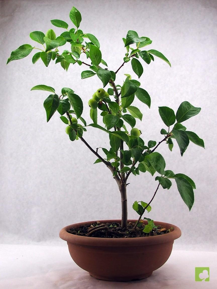 PREBONSAI DE MALUS EVERES PREBONSAI DE MALUS EVERES