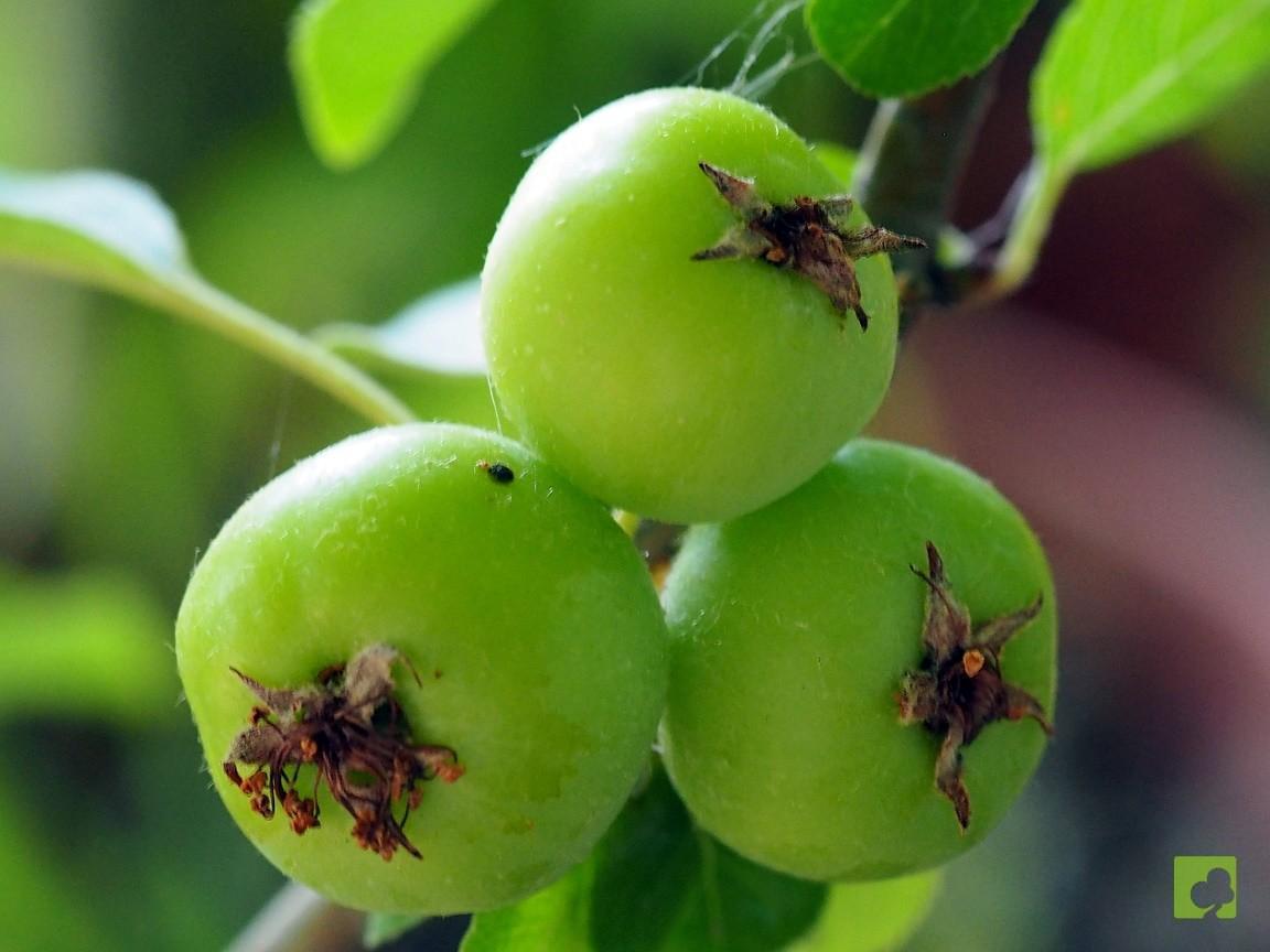 PREBONSAI DE MALUS EVERES PREBONSAI DE MALUS EVERES