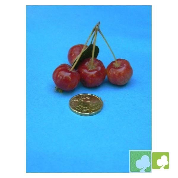 SEMILLAS DE MALUS SP DE FRUTO ROJO (MANZANO BONSAI) SEMILLAS DE MALUS SP DE FRUTO ROJO (MANZANO BONSAI)