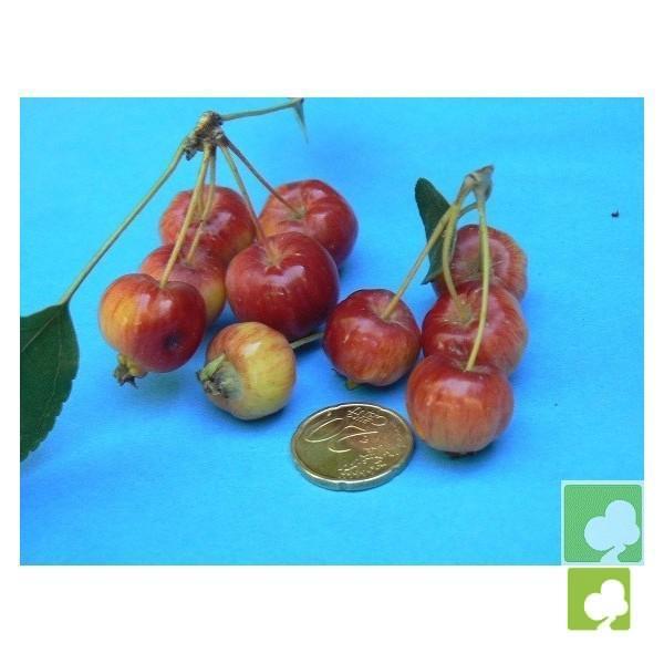 SEMILLAS DE MALUS EVEREST DE FRUTO ROJO (MANZANO BONSAI) SEMILLAS DE MALUS EVEREST DE FRUTO ROJO (MANZANO BONSAI)