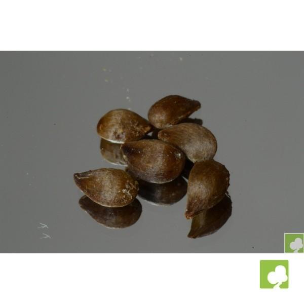 SEMILLAS DE MALUS EVEREST DE FRUTO ROJO (MANZANO BONSAI) SEMILLAS DE MALUS EVEREST DE FRUTO ROJO (MANZANO BONSAI)