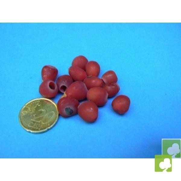 SEMILLAS DE TAXUS BACCATA (TEJO) SEMILLAS DE TAXUS BACCATA (TEJO)