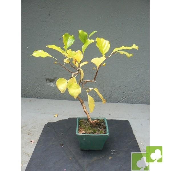 Mame de Celastrus Orbiculatus de 6 años (Celastro) Mame de Celastrus Orbiculatus de 6 años (Celastro)