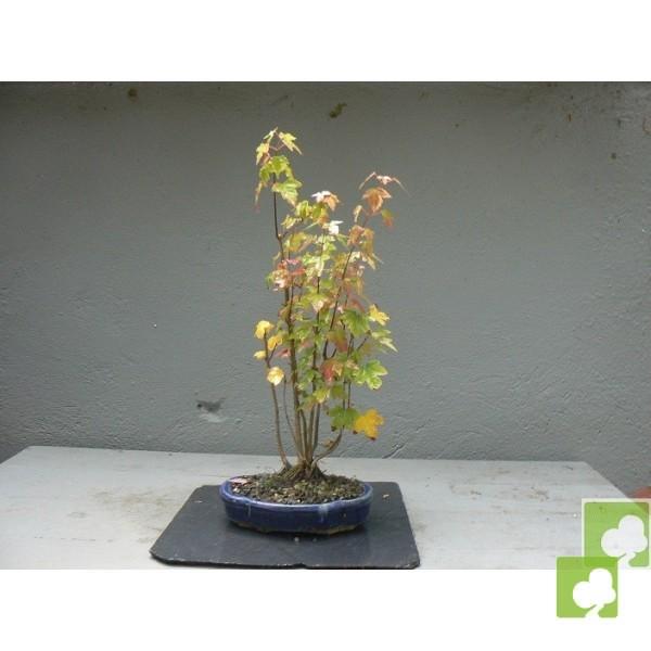 Bosquecito de Acer Beurgerianos Bosquecito de Acer Beurgerianos