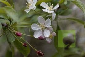 FLOR MALUS SIEBOLDII