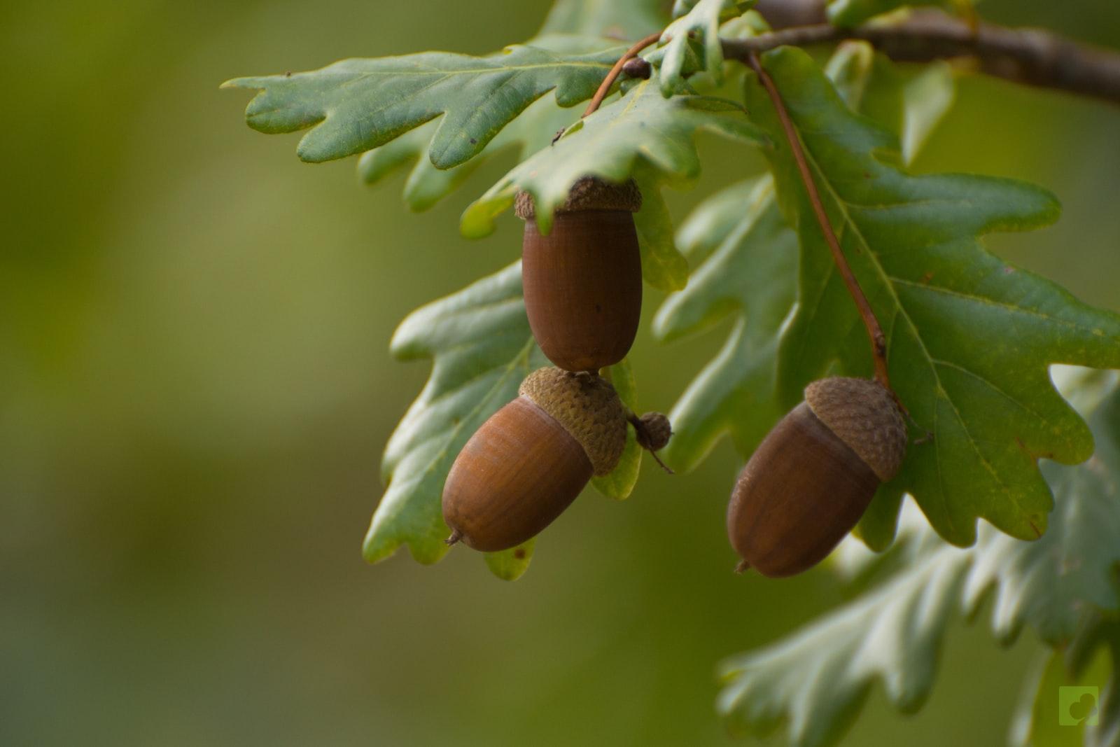 FRUTO Y HOJA ROBLE