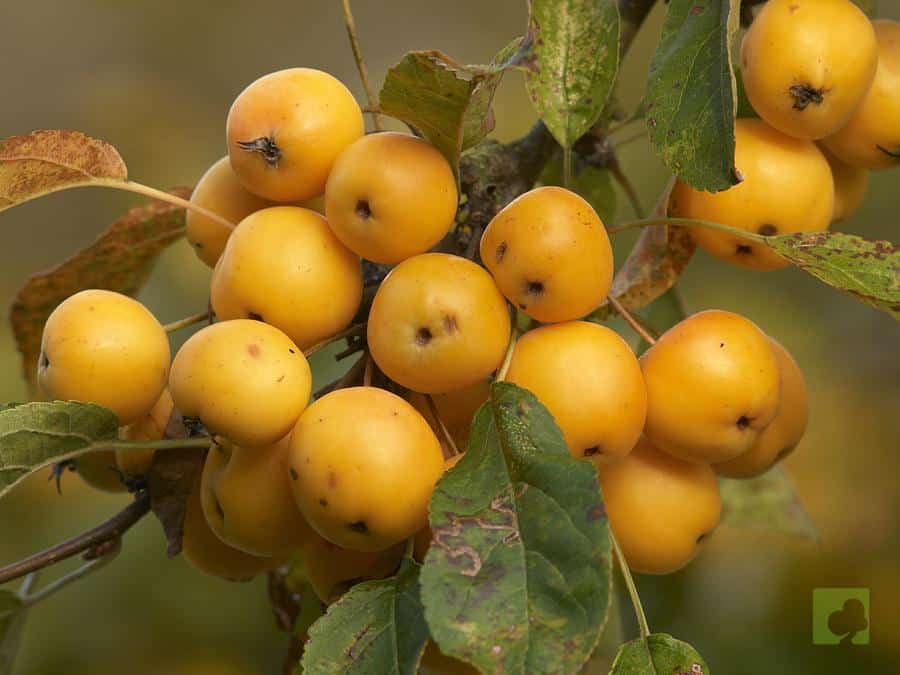 MALUS SIEBOLDII AMARILLO