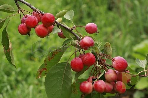 Malus sieboldii, crab apple, melo ornamentale