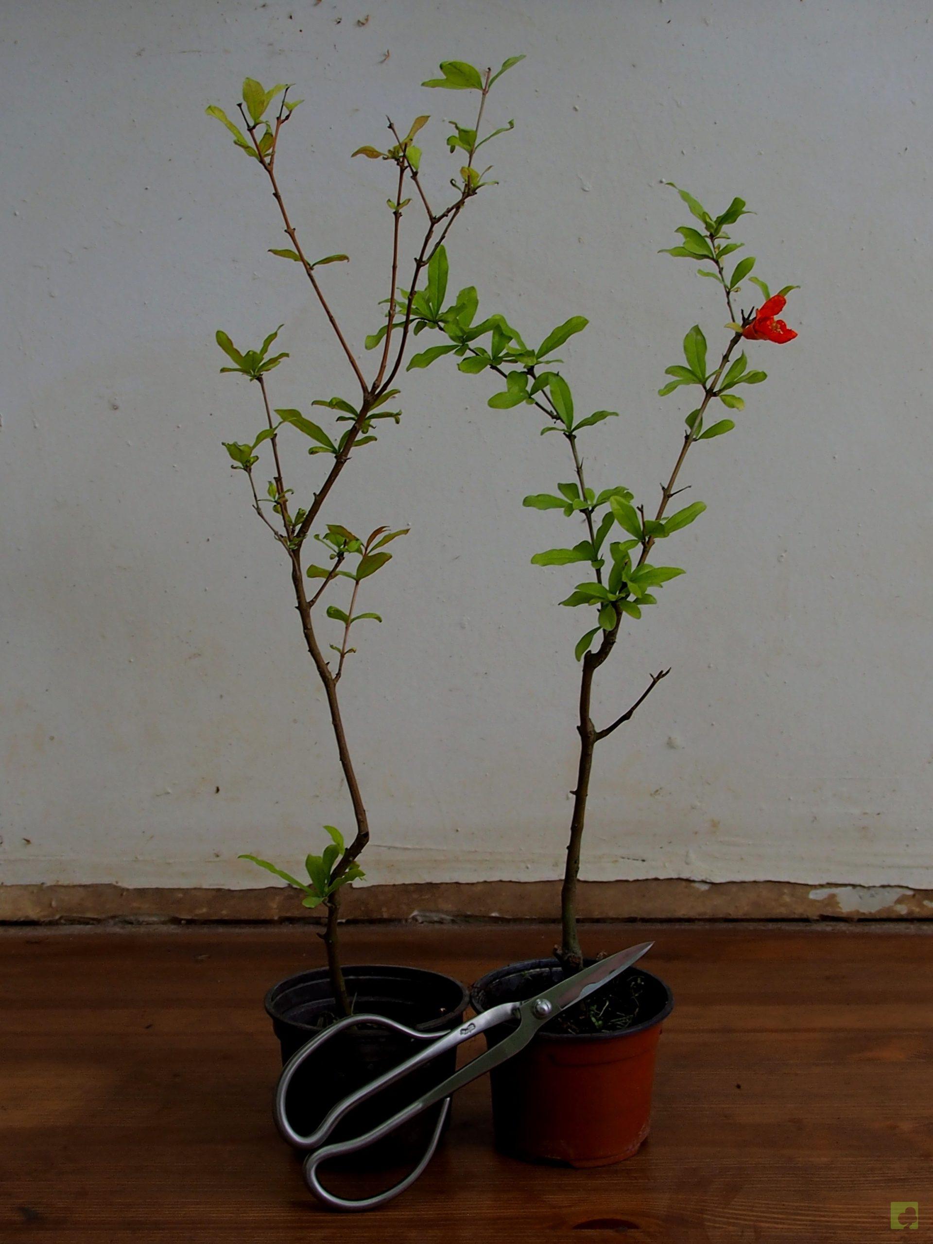 Processed with MOLDIV