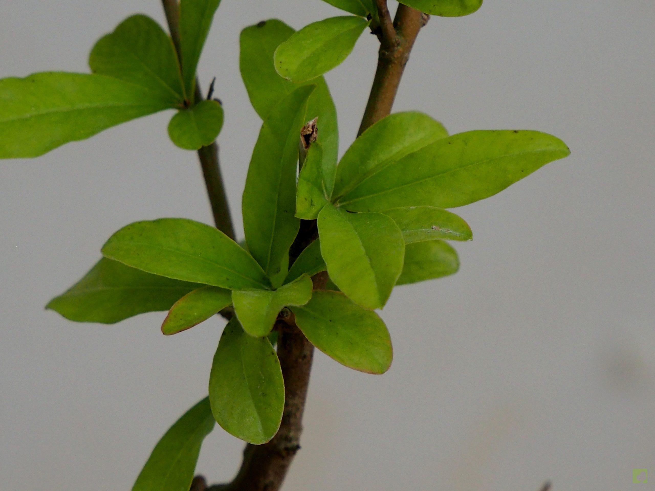 Processed with MOLDIV