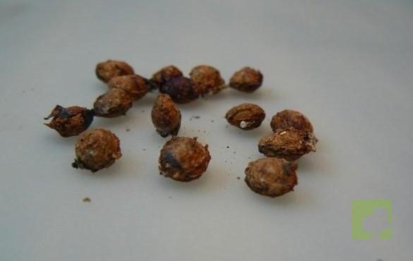 SEMILLAS PRUNUS MAHALEB