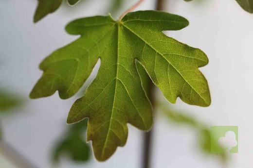 arce-campestre-arce-comun