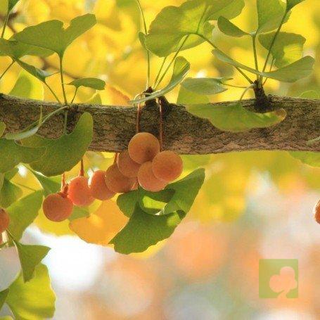 ginkgo-biloba
