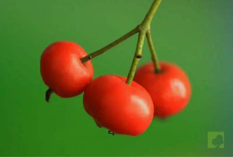 kaki silvestre fruto