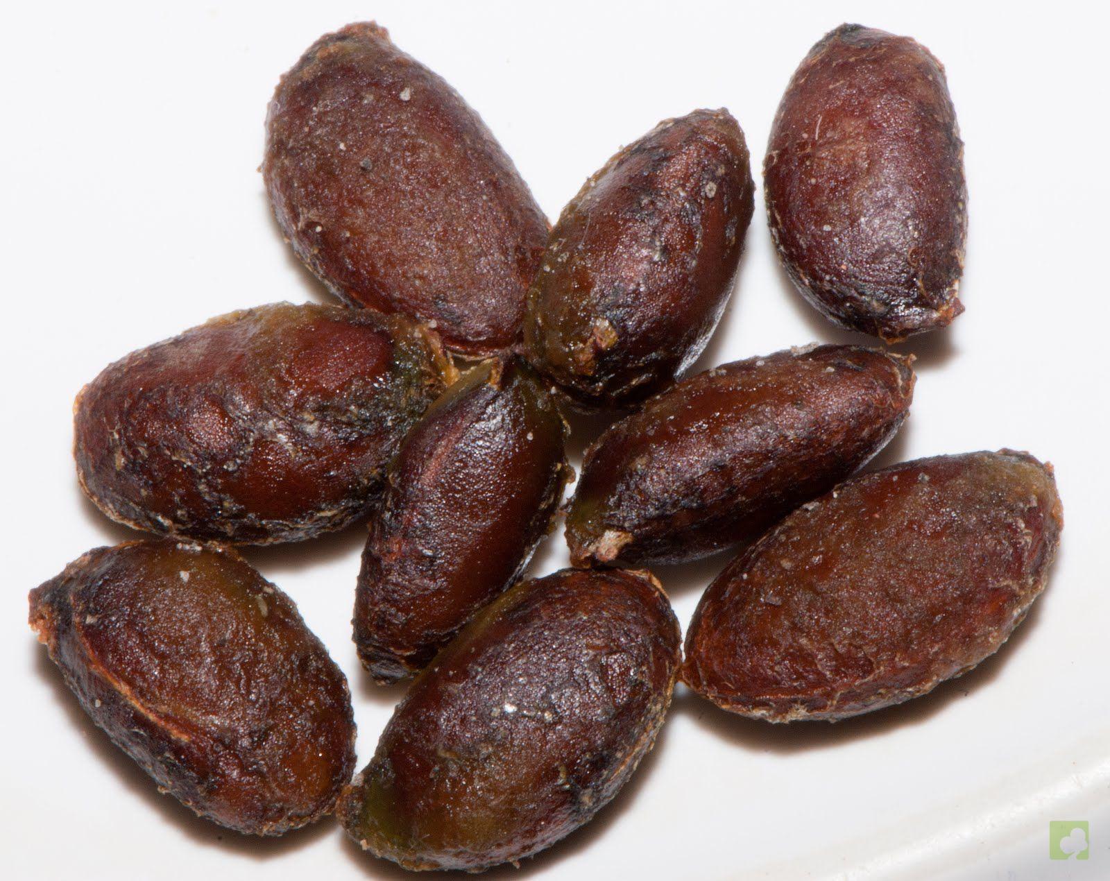 kaki silvestre semillas