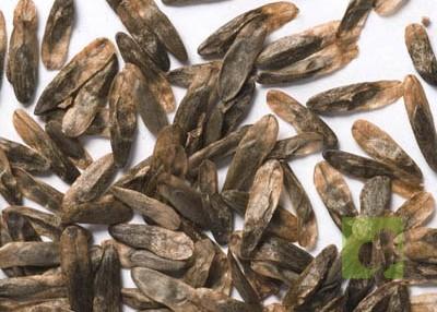 liquidambar_styraciflua