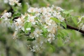 mALUS sIEBOLDII FLORES