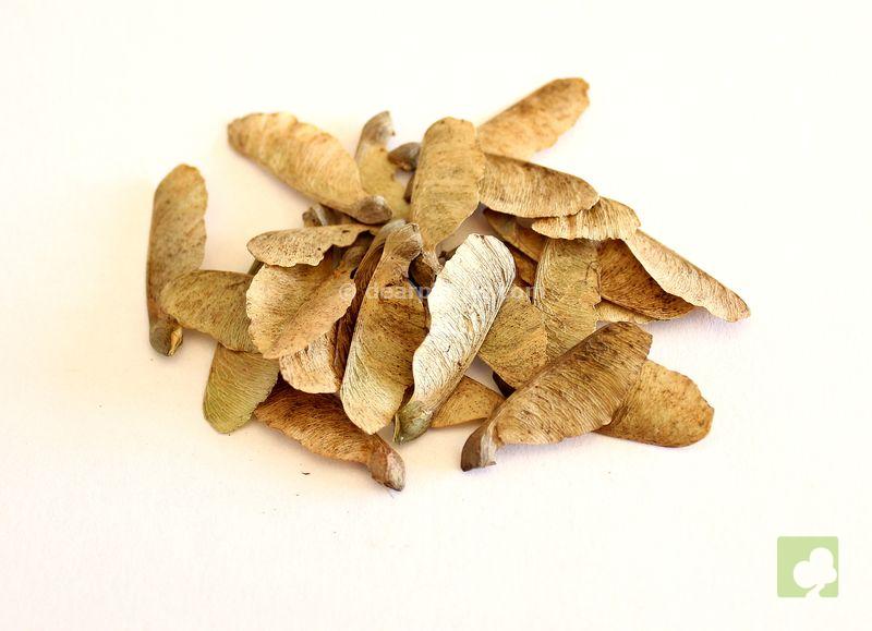 sEMILLAS ARCE BURGERIANO