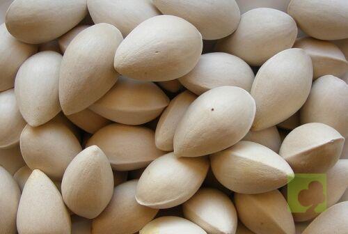 semilla ginkgo biloba