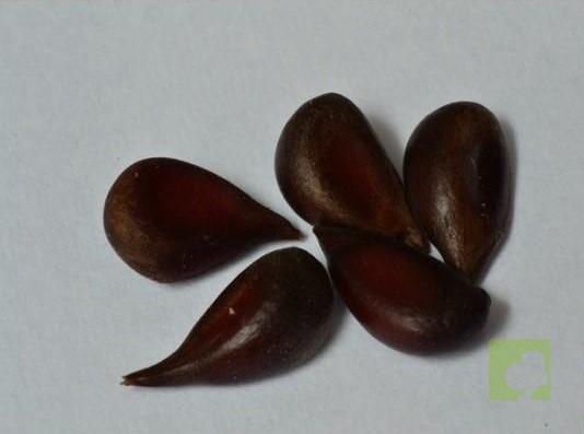 semillas pseudocydonia sisnesis (1)