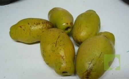 semillas pseudocydonia sisnesis (2)