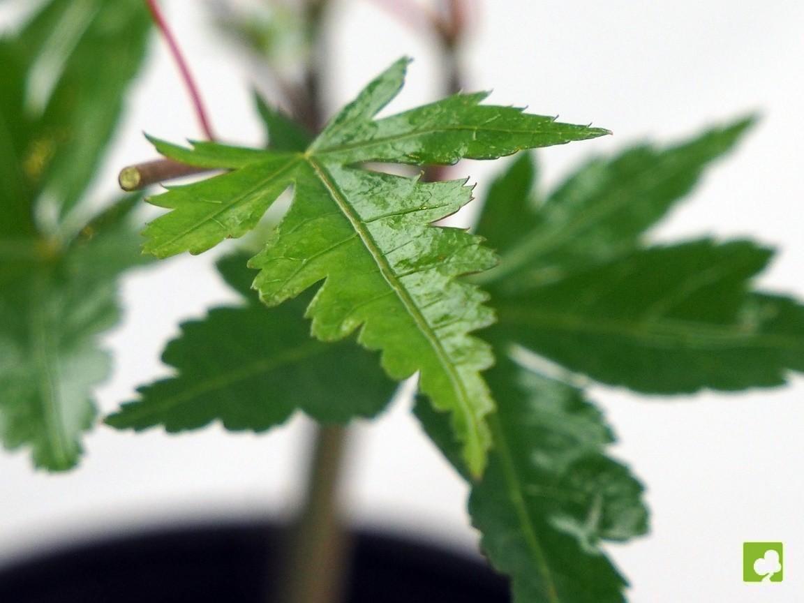 PLANTÓN ACER YAMAMOMIJI PLANTÓN ACER YAMAMOMIJI